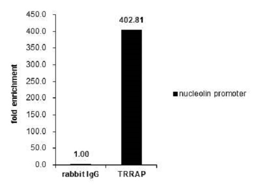 ChIP - Anti-TRRAP antibody (AB227590), expandable thumbnail