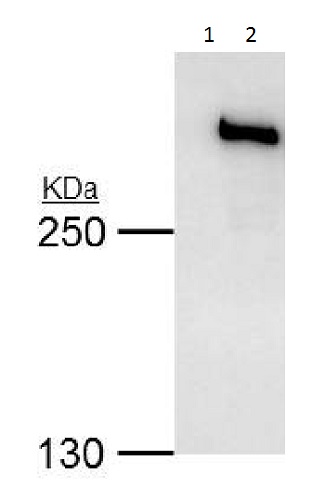 Immunoprecipitation - Anti-TRRAP antibody (AB227590), expandable thumbnail