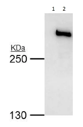 Immunoprecipitation - Anti-TRRAP antibody (AB227590)