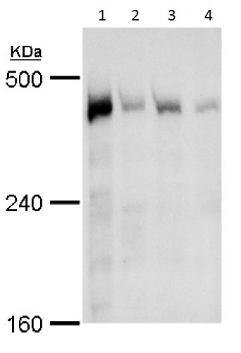 Western blot - Anti-TRRAP antibody (AB227590), expandable thumbnail