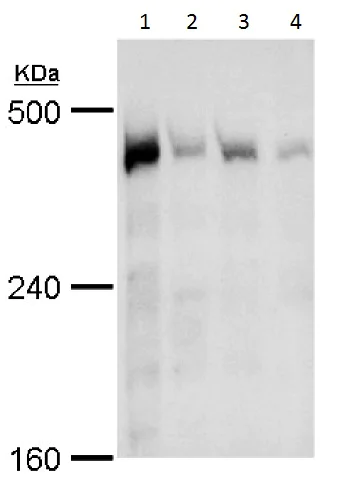 Western blot - Anti-TRRAP antibody (AB227590)