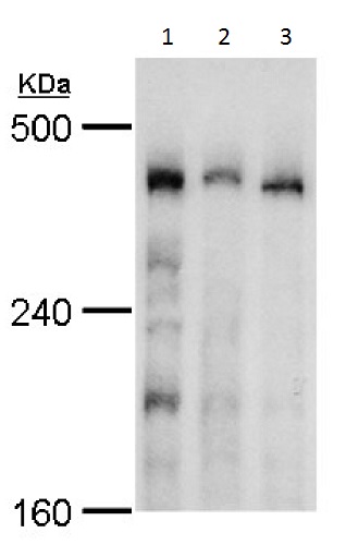 Western blot - Anti-TRRAP antibody (AB227590), expandable thumbnail