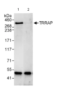 Immunoprecipitation - Anti-TRRAP antibody (AB72509)