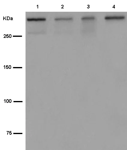 Western blot - Anti-TRRAP antibody [EPR14952-81] - BSA and Azide free (AB250922)