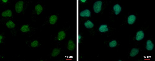 Immunocytochemistry/ Immunofluorescence - Anti-TRUB1 antibody (AB229351)