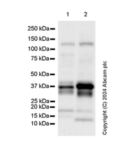 Western blot - Anti-TRUB1 antibody [EPR26165-50] (AB316269)