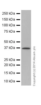 Western blot - Anti-TRUB2 antibody [EPR17326] (AB199731)