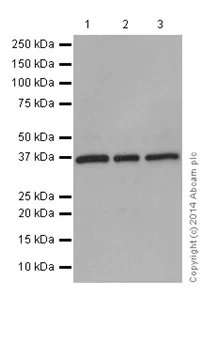 Western blot - Anti-TRUB2 antibody [EPR17326] (AB199731)