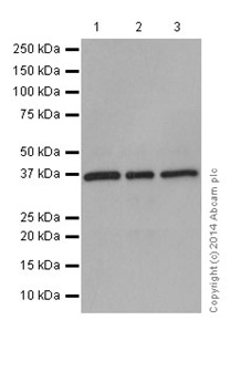 Western blot - Anti-TRUB2 antibody [EPR17326] - BSA and Azide free (AB244240)