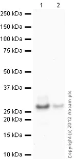 Western blot - Anti-Trypsin antibody [2C4] (AB17263)