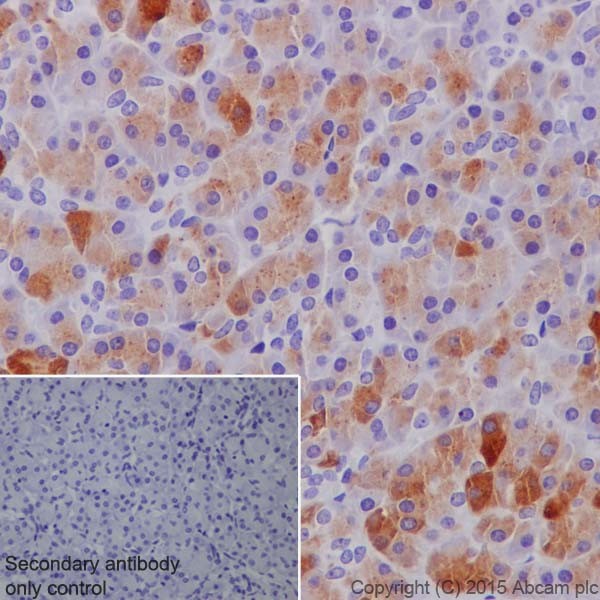 Immunohistochemistry (Formalin/PFA-fixed paraffin-embedded sections) - Anti-Trypsin antibody [EPR19497] - BSA and Azide free (AB251325), expandable thumbnail