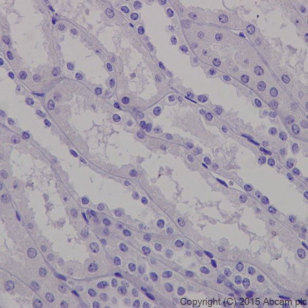 Immunohistochemistry (Formalin/PFA-fixed paraffin-embedded sections) - Anti-Trypsin antibody [EPR19497] - BSA and Azide free (AB251325), expandable thumbnail