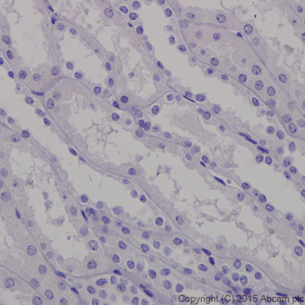 Immunohistochemistry (Formalin/PFA-fixed paraffin-embedded sections) - Anti-Trypsin antibody [EPR19497] - BSA and Azide free (AB251325)