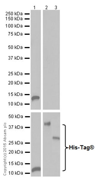 Western blot - Anti-Trypsin antibody [EPR19497] - BSA and Azide free (AB251325), expandable thumbnail