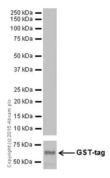 Western blot - Anti-Trypsin antibody [EPR19497] - BSA and Azide free (AB251325), expandable thumbnail