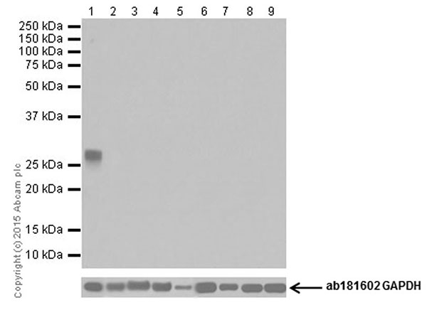Western blot - Anti-Trypsin antibody [EPR19497] - BSA and Azide free (AB251325), expandable thumbnail