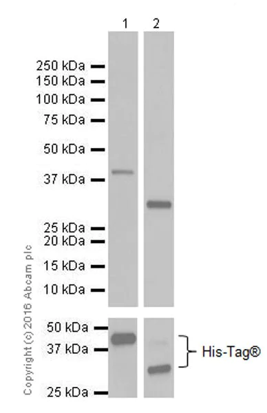 Western blot - Anti-Trypsin antibody [EPR19498-15] (AB211491)