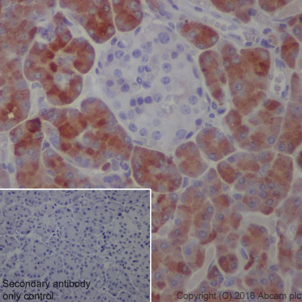 Immunohistochemistry (Formalin/PFA-fixed paraffin-embedded sections) - Anti-Trypsin antibody [EPR19498-15] - BSA and Azide free (AB251527)