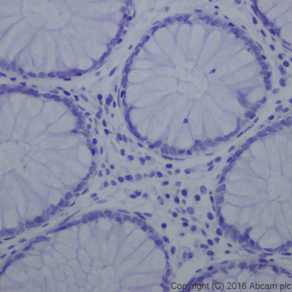 Immunohistochemistry (Formalin/PFA-fixed paraffin-embedded sections) - Anti-Trypsin antibody [EPR19498-15] - BSA and Azide free (AB251527)