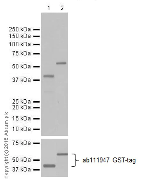 Western blot - Anti-Trypsin antibody [EPR19498-15] - BSA and Azide free (AB251527)