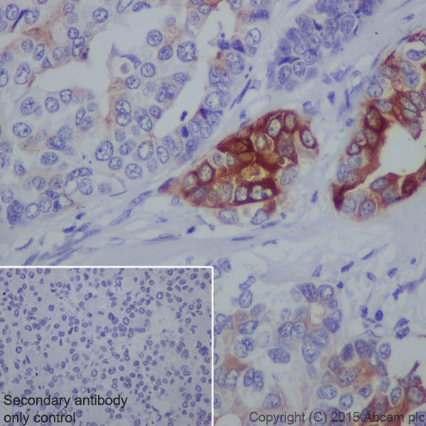 Immunohistochemistry (Formalin/PFA-fixed paraffin-embedded sections) - Anti-Trypsin antibody [EPR19498-43] (ab200997), expandable thumbnail
