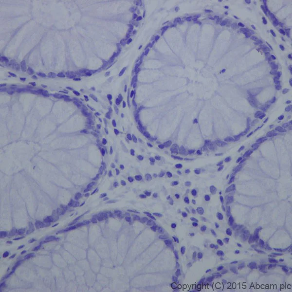 Immunohistochemistry (Formalin/PFA-fixed paraffin-embedded sections) - Anti-Trypsin antibody [EPR19498-43] (AB200997)