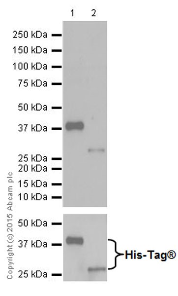 Western blot - Anti-Trypsin antibody [EPR19498-43] (AB200997), expandable thumbnail