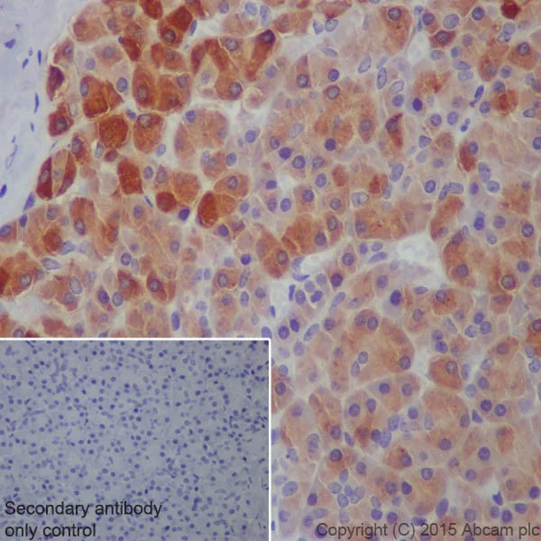 Immunohistochemistry (Formalin/PFA-fixed paraffin-embedded sections) - Anti-Trypsin antibody [EPR19498-43] - BSA and Azide free (AB251326)