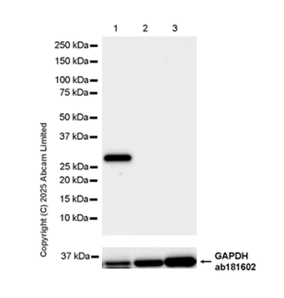 Western blot - Anti-Trypsin antibody [EPR29805-7] (AB325233)