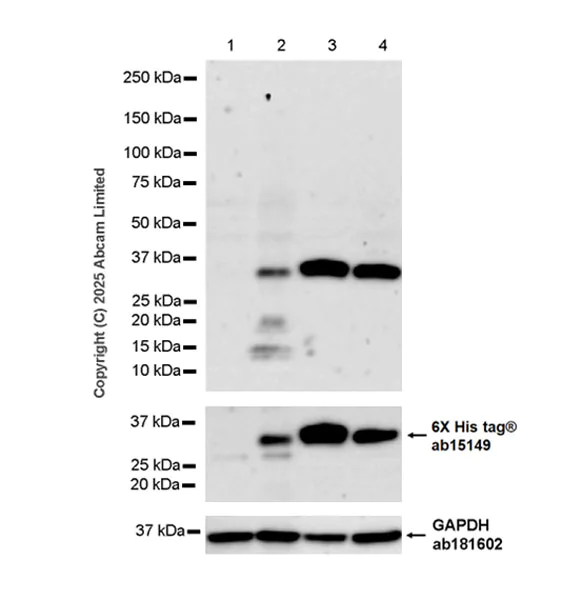 Western blot - Anti-Trypsin antibody [EPR29805-7] (AB325233)