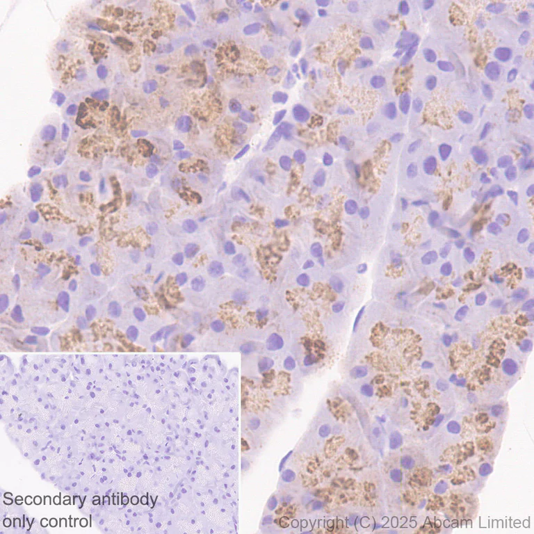 Immunohistochemistry (Formalin/PFA-fixed paraffin-embedded sections) - Anti-Trypsin antibody [EPR29805-7] – BSA and Azide free (AB325244)