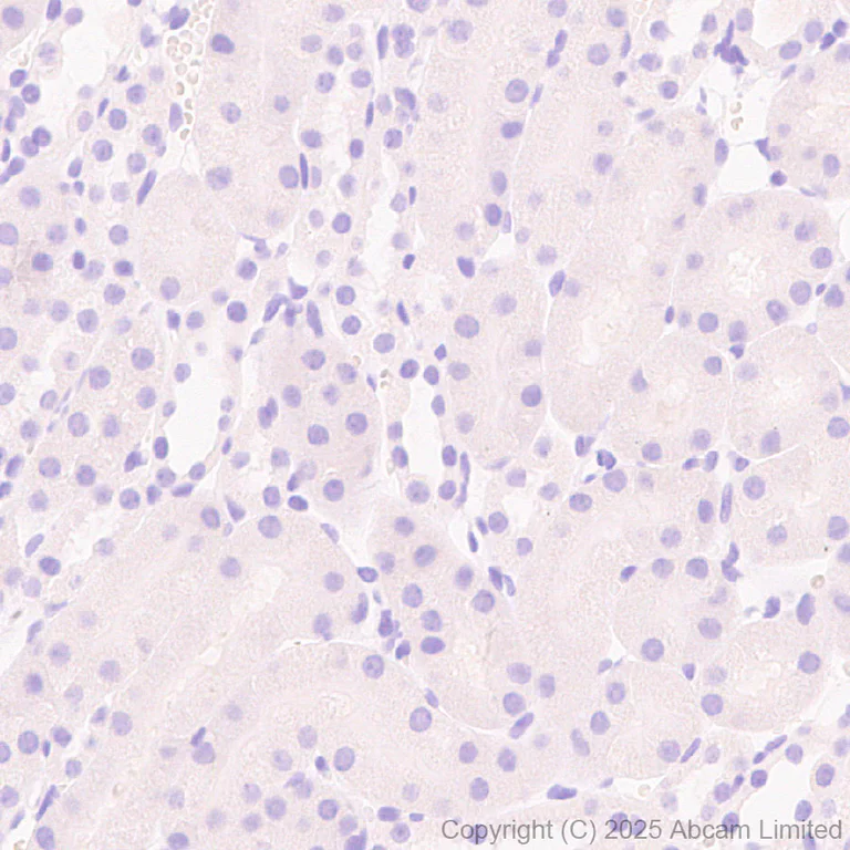 Immunohistochemistry (Formalin/PFA-fixed paraffin-embedded sections) - Anti-Trypsin antibody [EPR29805-7] – BSA and Azide free (AB325244)
