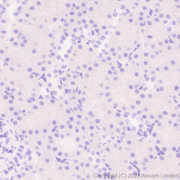 Immunohistochemistry (Formalin/PFA-fixed paraffin-embedded sections) - Anti-Trypsin antibody [EPR29805-7] – BSA and Azide free (AB325244)