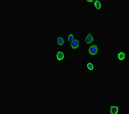 Immunocytochemistry/ Immunofluorescence - Anti-Tryptophan Hydroxylase/TPH antibody (AB234686)