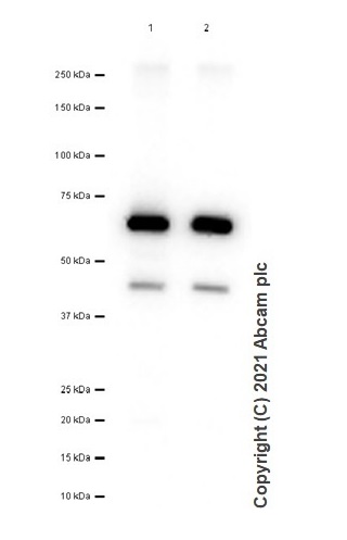 Western blot - Anti-Tryptophan Hydroxylase/TPH antibody [EP1311Y] (AB52954), expandable thumbnail