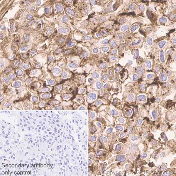 Immunohistochemistry (Formalin/PFA-fixed paraffin-embedded sections) - Anti-Tryptophan Hydroxylase/TPH antibody [EP1311Y] - BSA and Azide free (AB227845)