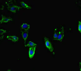 Immunocytochemistry/ Immunofluorescence - Anti-Tryptophan rich protein antibody (AB234748)