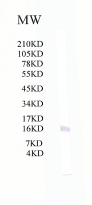 Western blot - Anti-Tryptophan rich protein antibody (AB51550), expandable thumbnail