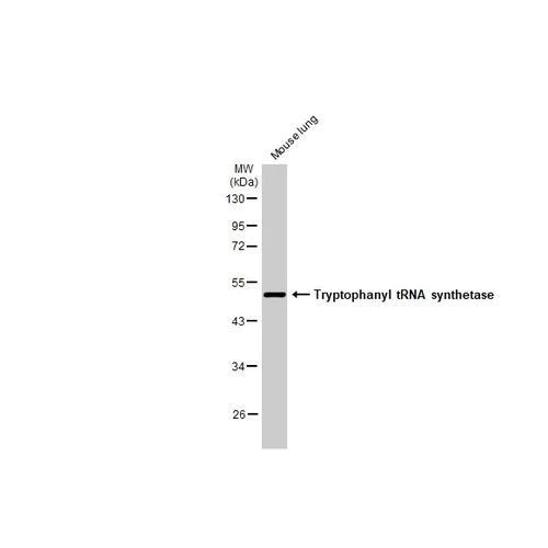 Western blot - Anti-Tryptophanyl tRNA synthetase antibody [HL2186] (AB317156)