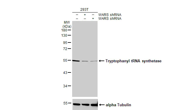 Western blot - Anti-Tryptophanyl tRNA synthetase antibody [HL2186] (AB317156)