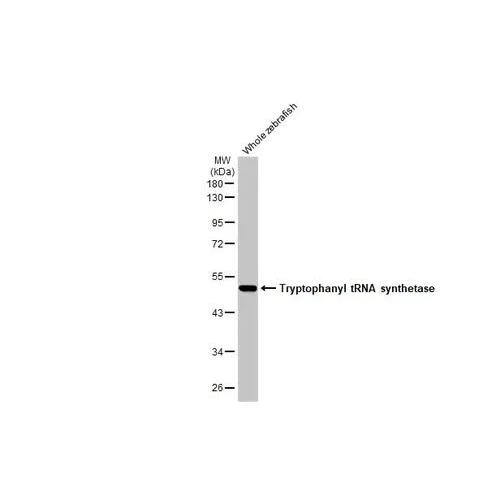 Western blot - Anti-Tryptophanyl tRNA synthetase antibody [HL2186] (AB317156)