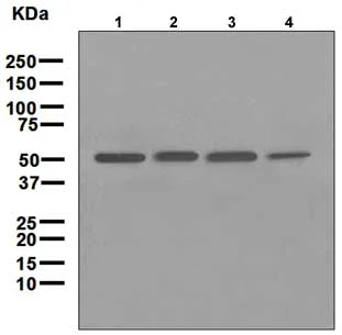 Western blot - Anti-Tryptophanyl tRNA synthetase/WRS antibody [EPR3423] - BSA and Azide free (AB247793)