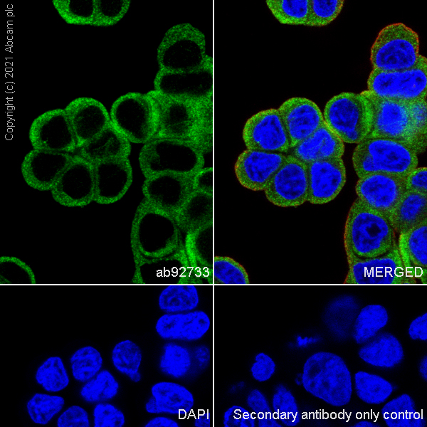 Immunocytochemistry/ Immunofluorescence - Anti-Tryptophanyl tRNA synthetase/WRS antibody [EPR3424] (AB92733), expandable thumbnail