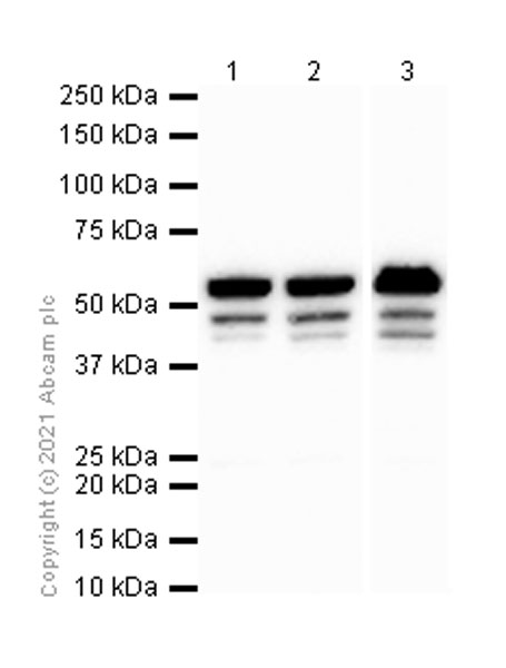 Western blot - Anti-Tryptophanyl tRNA synthetase/WRS antibody [EPR3424] (AB92733), expandable thumbnail