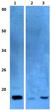 Western blot - Anti-TSC-1 antibody (AB200728)