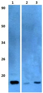 Western blot - Anti-TSC-1 antibody (AB200728)