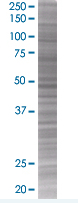 TSC-1 overexpression 293T lysate (whole cell)