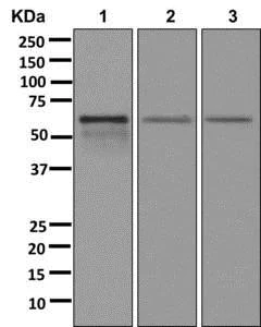 Western blot - Anti-TSEN54 antibody [EPR10062] - BSA and Azide free (AB250070)