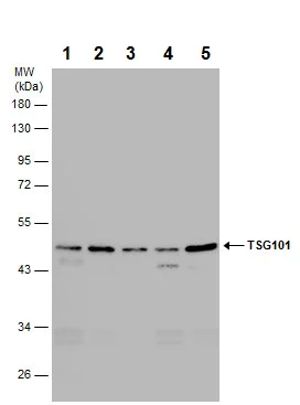 Western blot - Anti-TSG101 antibody [4A10] - BSA and Azide free (AB83)