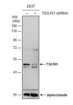 Western blot - Anti-TSG101 antibody [4A10] - BSA and Azide free (AB83)